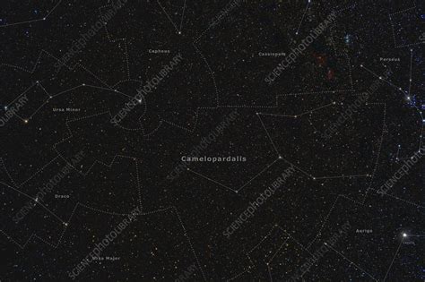 Camelopardalis, Constellation, Labeled - Stock Image - C033/4912 ...