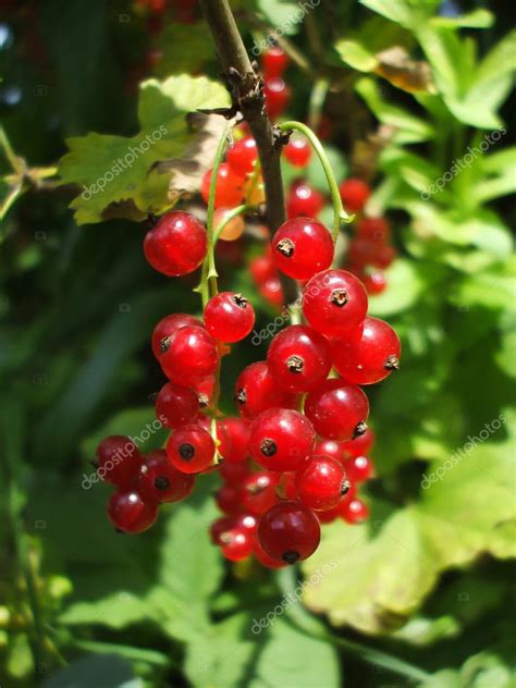 Bush of a red currant berry — Stock Photo © MediaGFX #1318108