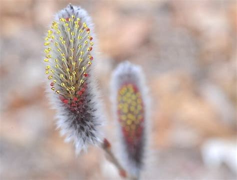 pruning willow, and the best salix varieties - A Way To Garden