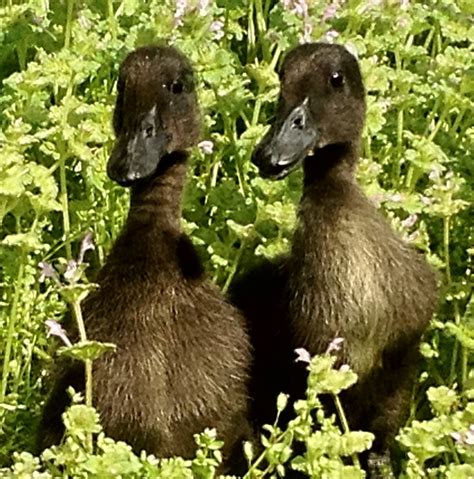 Cayuga Ducklings, Dylan and Darby. | Luv a duck, Ducklings, Bird pictures
