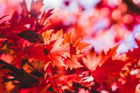 1920x1200 resolution | red maple leaf HD wallpaper | Wallpaper Flare