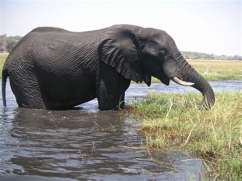 The Incredible Wildlife Of The Zambezi River | AFKTravel