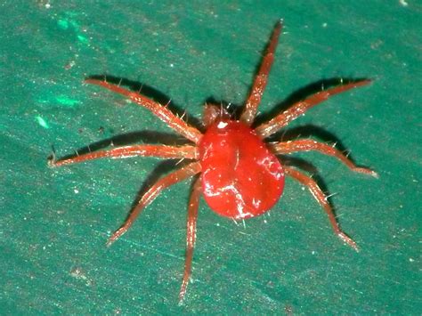 File:Red Spider Mite.jpg - Wikimedia Commons