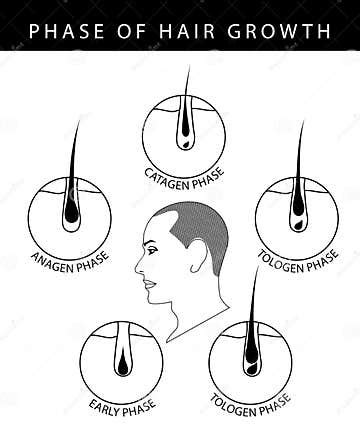 Phase of Human Hair Growth Cycle Catagen, Telogen, Early, Anagen Phase ...