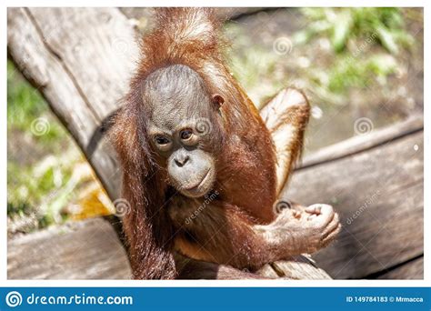 Baby Orangutan playing stock image. Image of salah, playing - 149784183