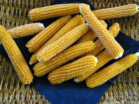 Mennonite Girls Can Cook: Popping Popcorn on the Cob