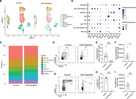 Antigen-experienced CD4 T cells also repopulate following CD4 T cell ...