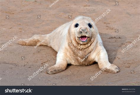 Atlantic Grey Seal Pup Smiling Stock Photo 45410794 : Shutterstock