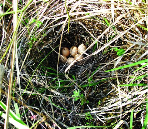 A nest containing six eggs of the Grey Francolin (Francolinus ...