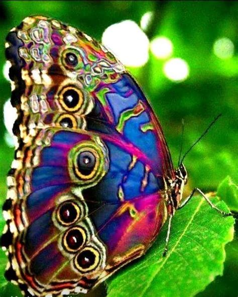 Pin by Taisha Gyles on Get Inked! | Beautiful butterfly pictures, Beautiful butterfly ...