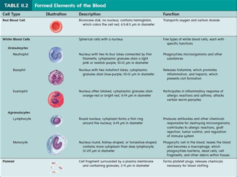 Formed Elements - Blood