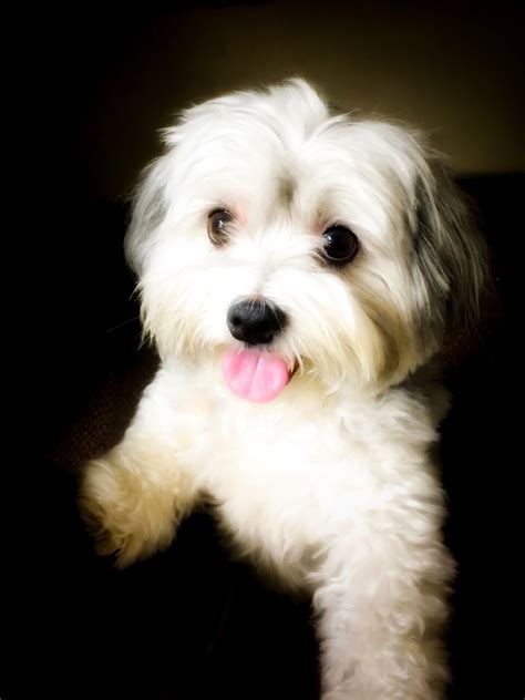 Havanese | Havanese, Havanese puppies, Havanese grooming