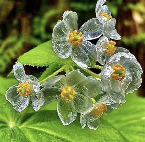 Diphylleia grayi, also known as the skeleton flower, has white petals that turn translucent with ...