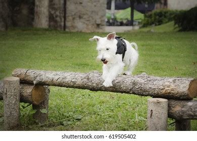 Miniature Schnauzer Agility Training Stock Photo 619505402 | Shutterstock