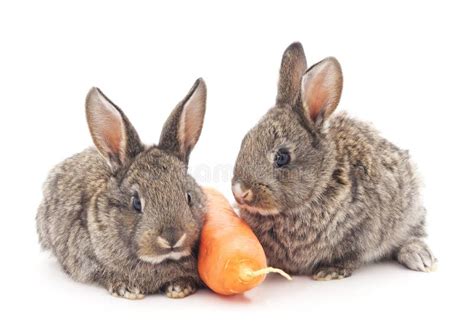 Young Rabbits That Eat Carrots. Stock Image - Image of ration, domestic ...