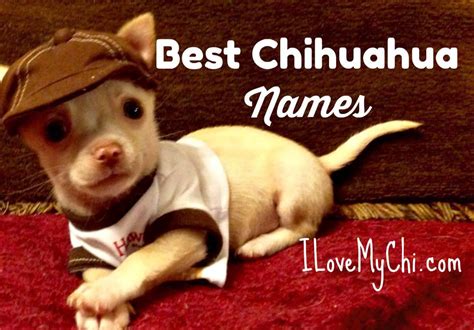 325+ Best Boy Chihuahua Names - I Love My Chi