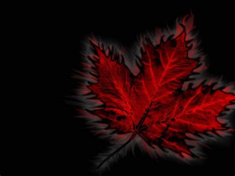 Canada Flag Leaf Wallpaper