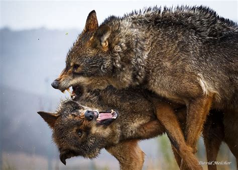 Wolves fighting | DAVID MELCHOR DIAZ | Flickr