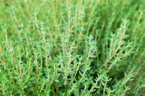 Thyme herb stock image. Image of gardening, grow, leaf - 36433149