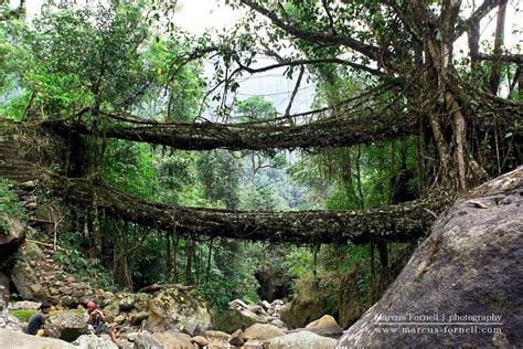 Umshiang Double Decker Living Root Bridge in Cherrapunjee | Meghalaya ...