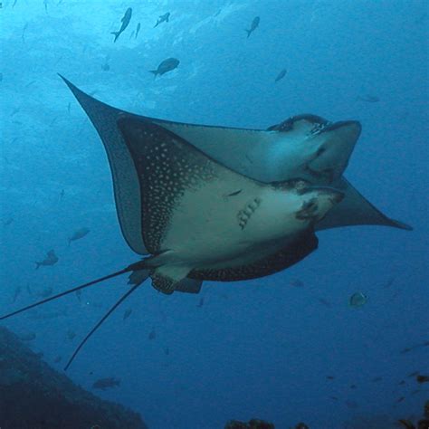 White Spotted Eagle Rays - Academy Bay Diving