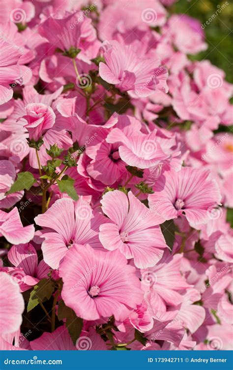 Flowers Lavatera in the Garden Stock Image - Image of natural, plebeia ...