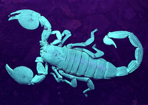 Emperor Scorpion