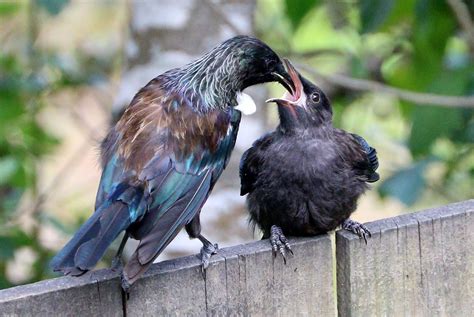 Tui feeding its’ fledgling | Animals, Birds, Tui