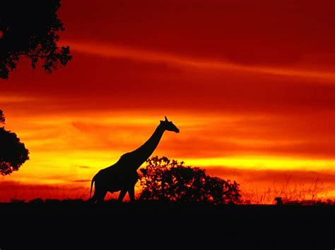 HD wallpaper: sunset, Africa | Wallpaper Flare