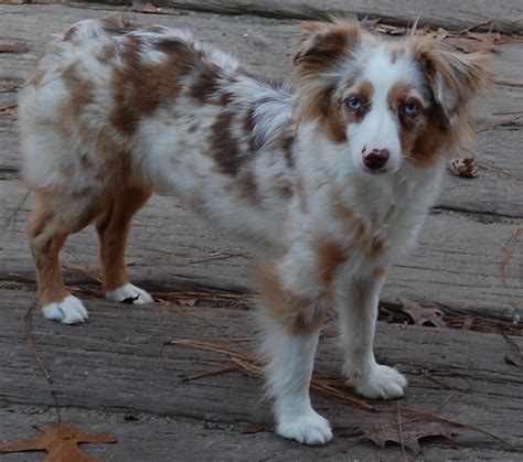 Miniature Australian Shepherd (Toy Australian Shepherd) ~ Bullcatdog