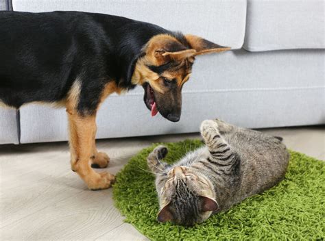 Should You Encourage Different Pet Species To Be Friends? - Ultimate Pet Nutrition