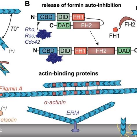 Functions of exemplary actin-binding proteins and nucleation factors ...