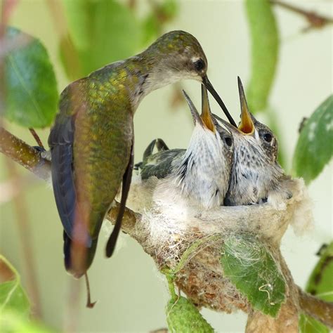 Friday's Hummingbird Nest: Feeding Time | Mike's Birds | Flickr