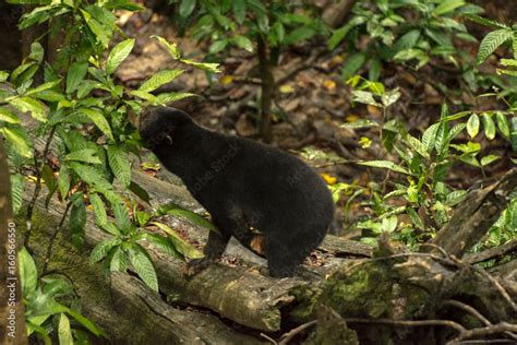 Picture of Sun bear at the Borneo Sun Bear Conservation Centre at ...