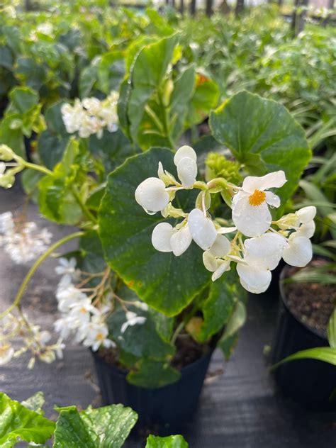 White Begonia - Etsy