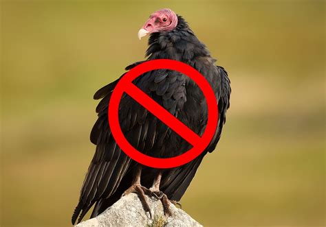 15 Tips on How to Get Rid of Turkey Vultures [Humanely] | World Birds