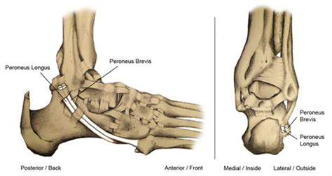 Peroneus Tertius Tendon