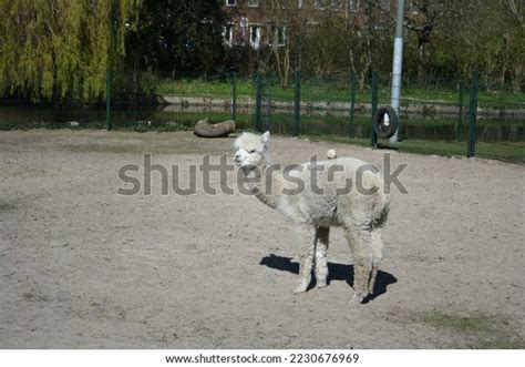 Dutch Animal Farm Pictures Taken Animals Stock Photo 2230676969 ...