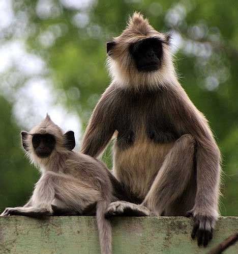 Hanuman - Gray Langur, Sacred Monkey | Animal Pictures and Facts ...