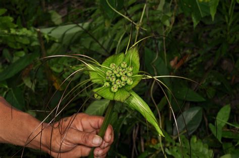 Tacca leontopetaloides (Taccaceae) image 81625 at PhytoImages.siu.edu