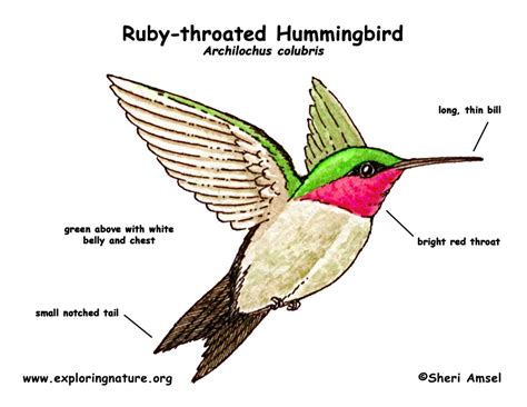 Hummingbird Anatomy Diagram