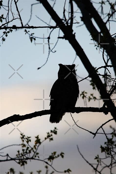 "Great Horned Owl Silhouette" by Alyce Taylor | Redbubble