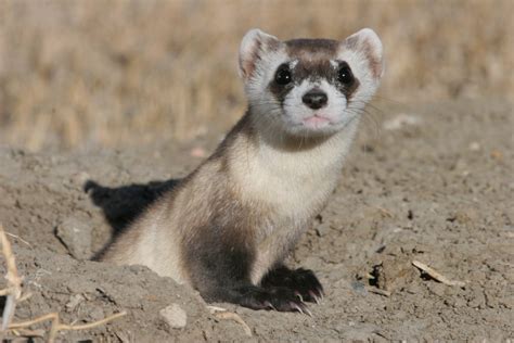 Black-footed Ferret Facts, Habitat, Diet, Life Cycle, Babies, Pictures