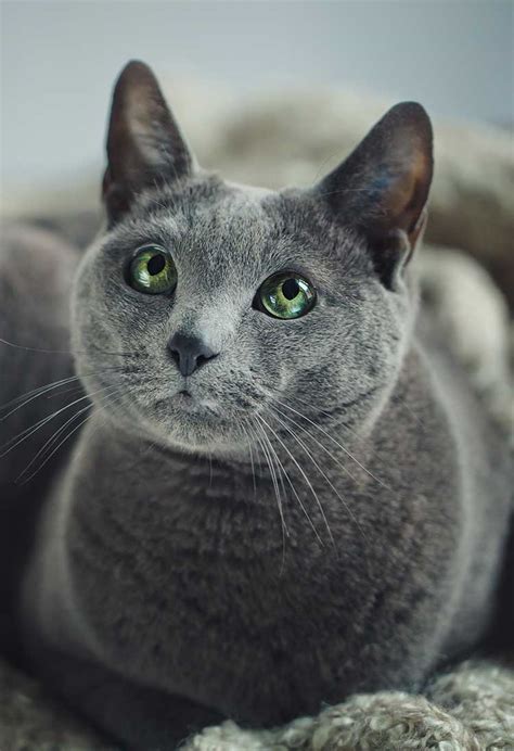 Russian Blue Cat Breed Information Center