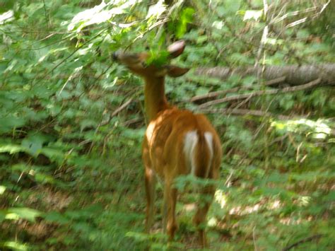 A la découverte de notre nouvelle vie au Canada !: Animaux sauvages ...