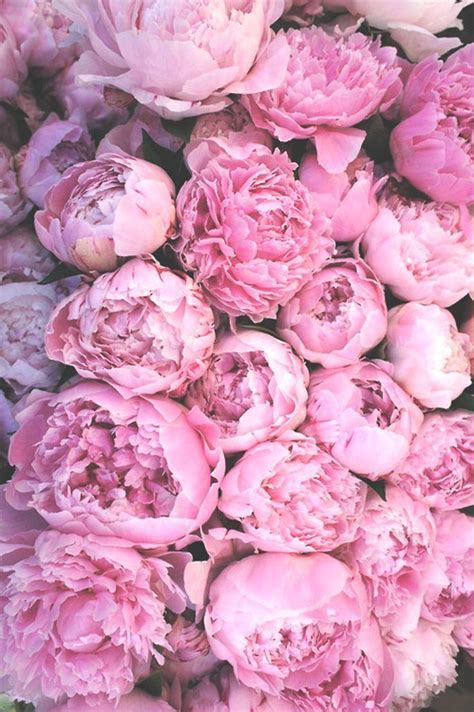 Pink Peony Wallpapers - Wallpaper Cave