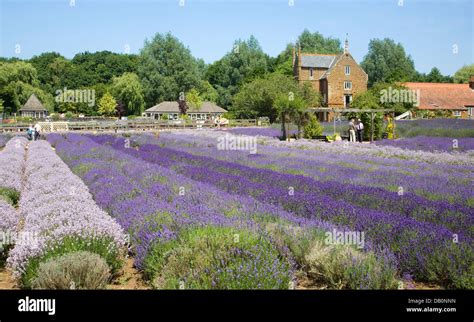 Norfolk lavender Heacham, Norfolk, England Stock Photo - Alamy