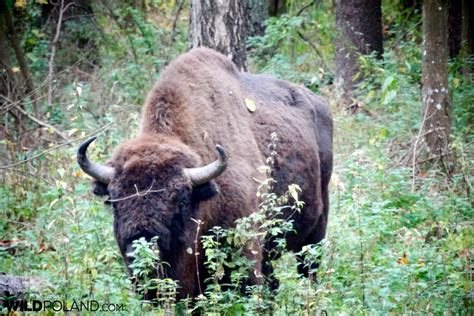 Autumn Bison Safari in the Białowieża Forest, Oct 2017 – Wild Poland