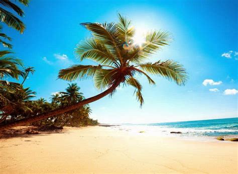 HD Wallpapers, Beautiful Pictures: Beautiful Palm Tree at Goa Beach