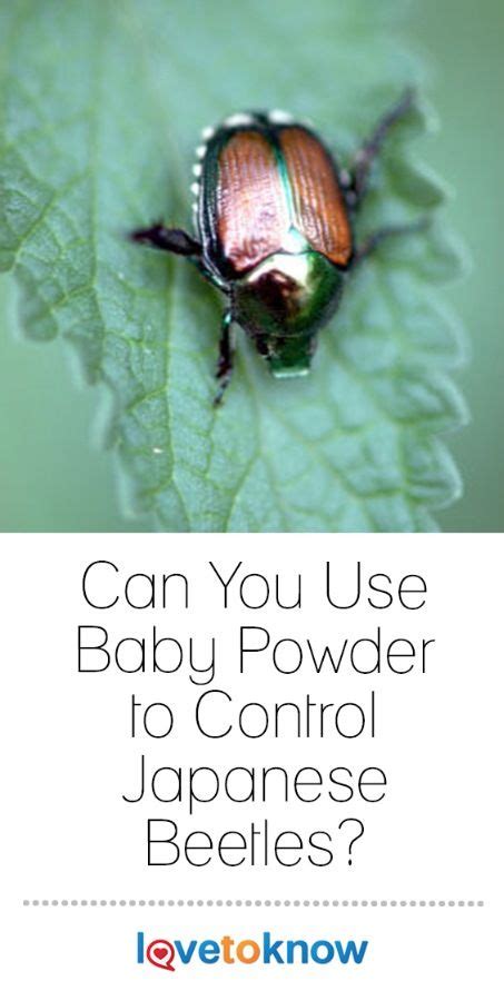 Baby powder to control japanese beetles lovetoknow – Artofit